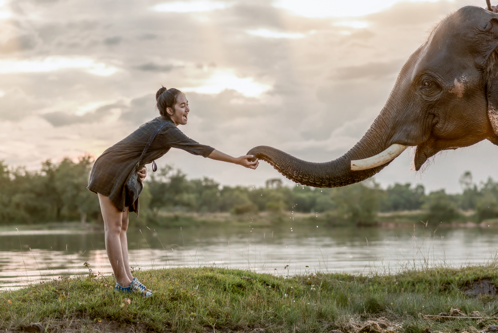 10 Amazing Ways Elephants are Like Human Beings - Daily-Story